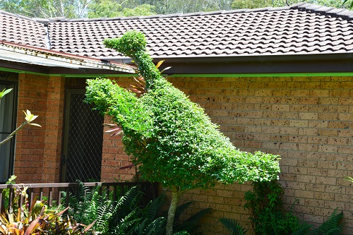 Sort of ostrich, outside house!!