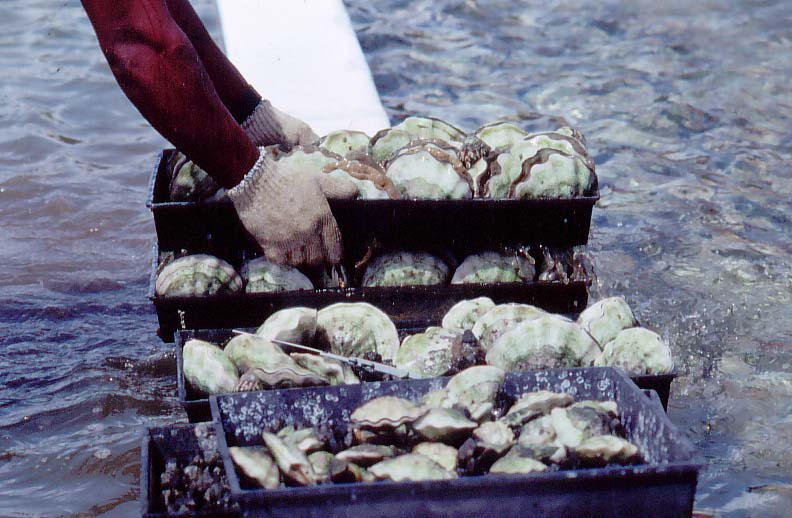 sorting clams - Palau