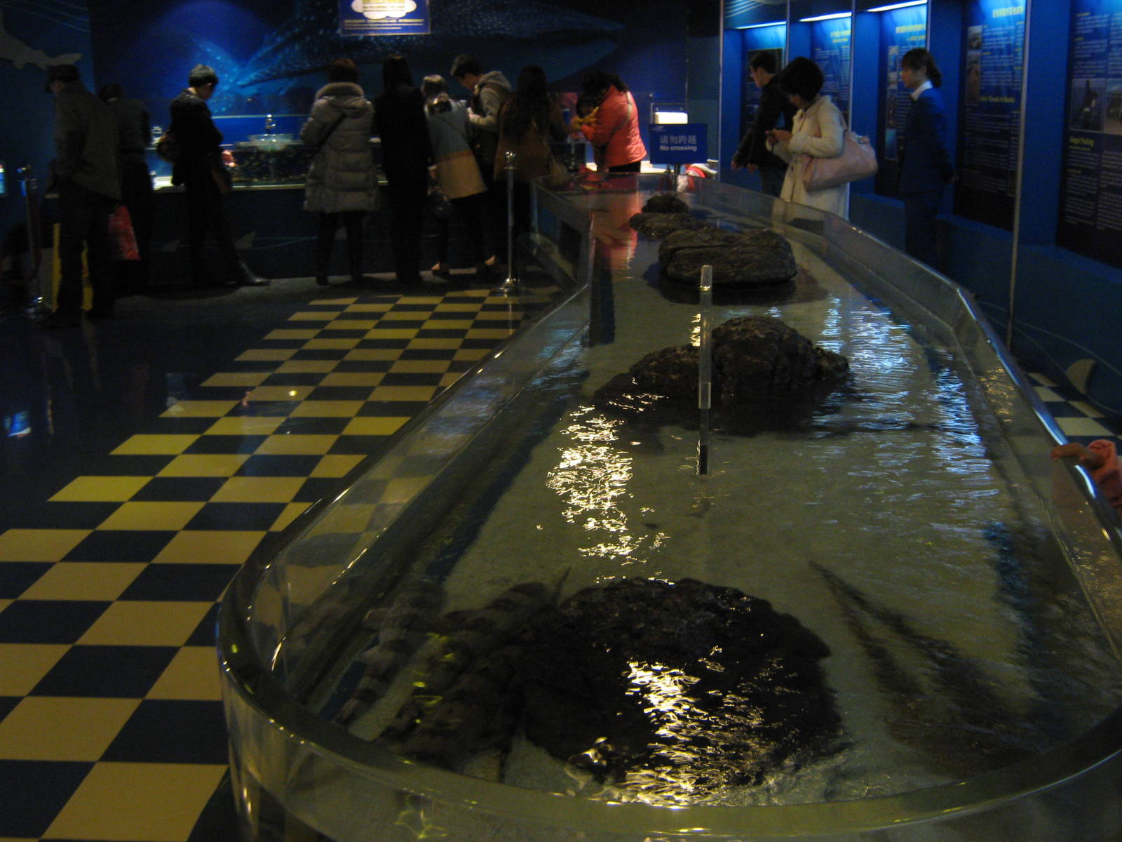 SOS Save Our Sharks exhibit area