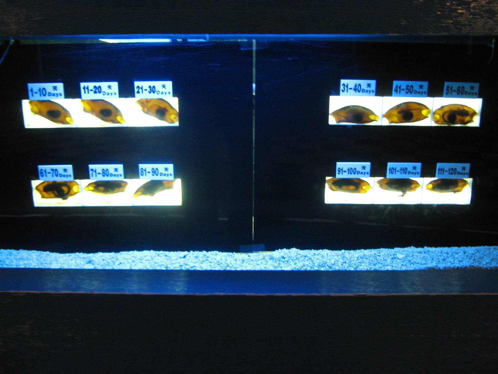 SOS Save Our Sharks exhibit area