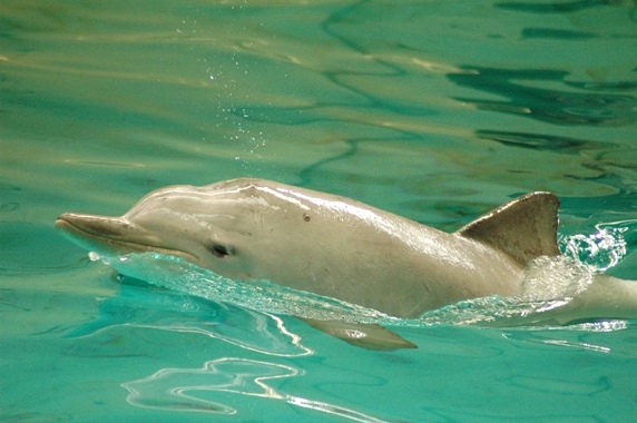 Sotalia fluviatilis guianensis - Sotalia/gyanadolphin