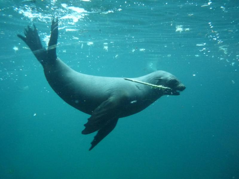 Soth african furseal,playing with a stick
