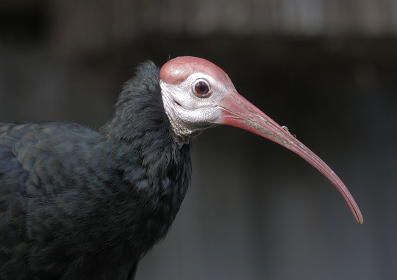 Sothern bald ibis