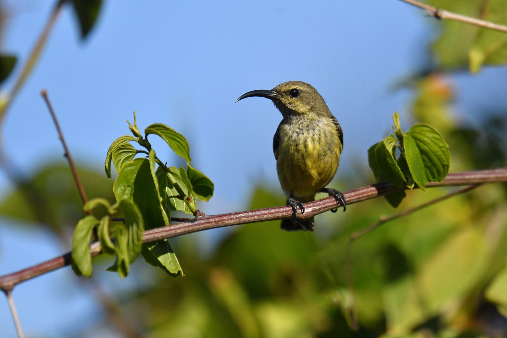 Souimanga sunbird (Cinnyris sovimanga)
