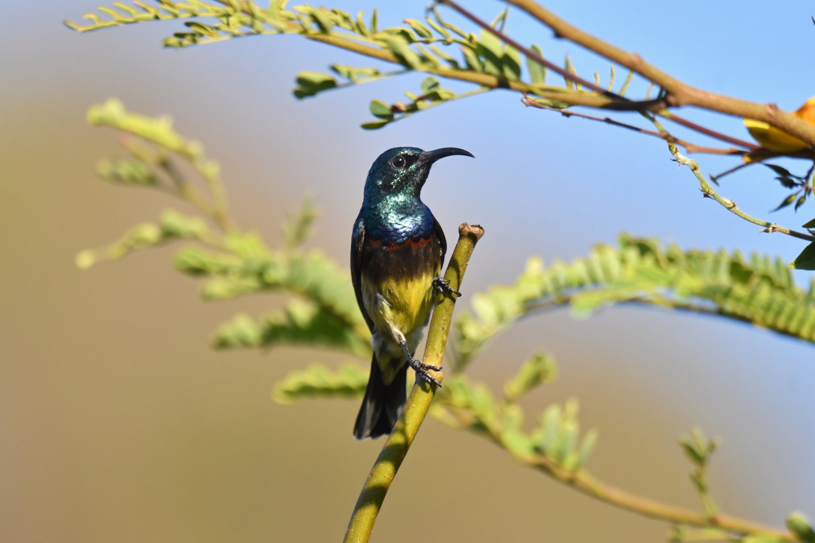 Souimanga sunbird (Cinnyris sovimanga)