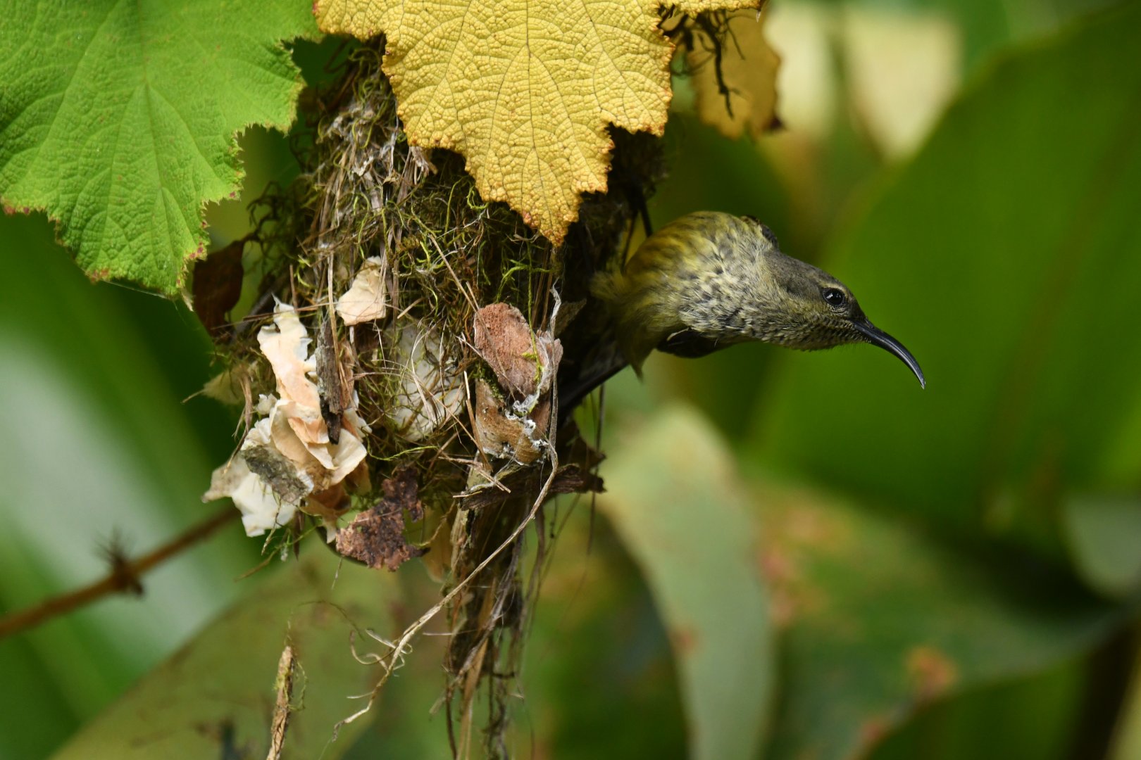 Souimanga sunbird (Cinnyris sovimanga)
