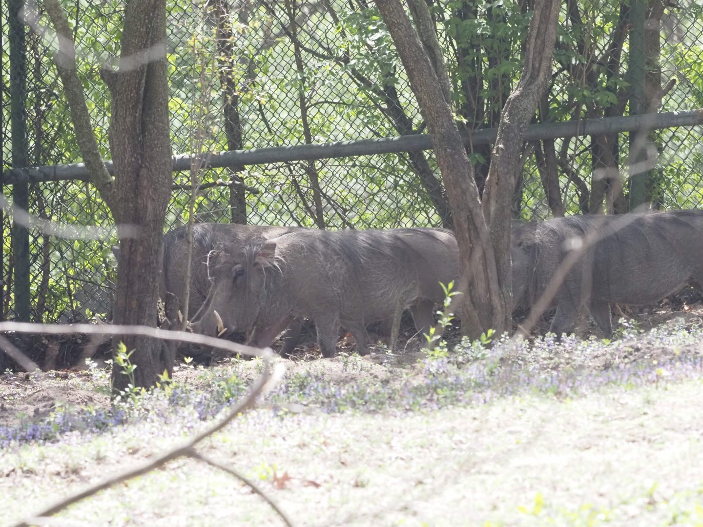 Sounder of Common Warthogs