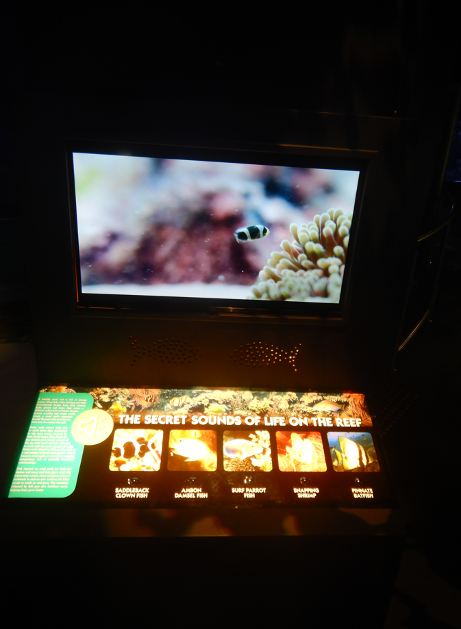 Sounds of the Reef Display