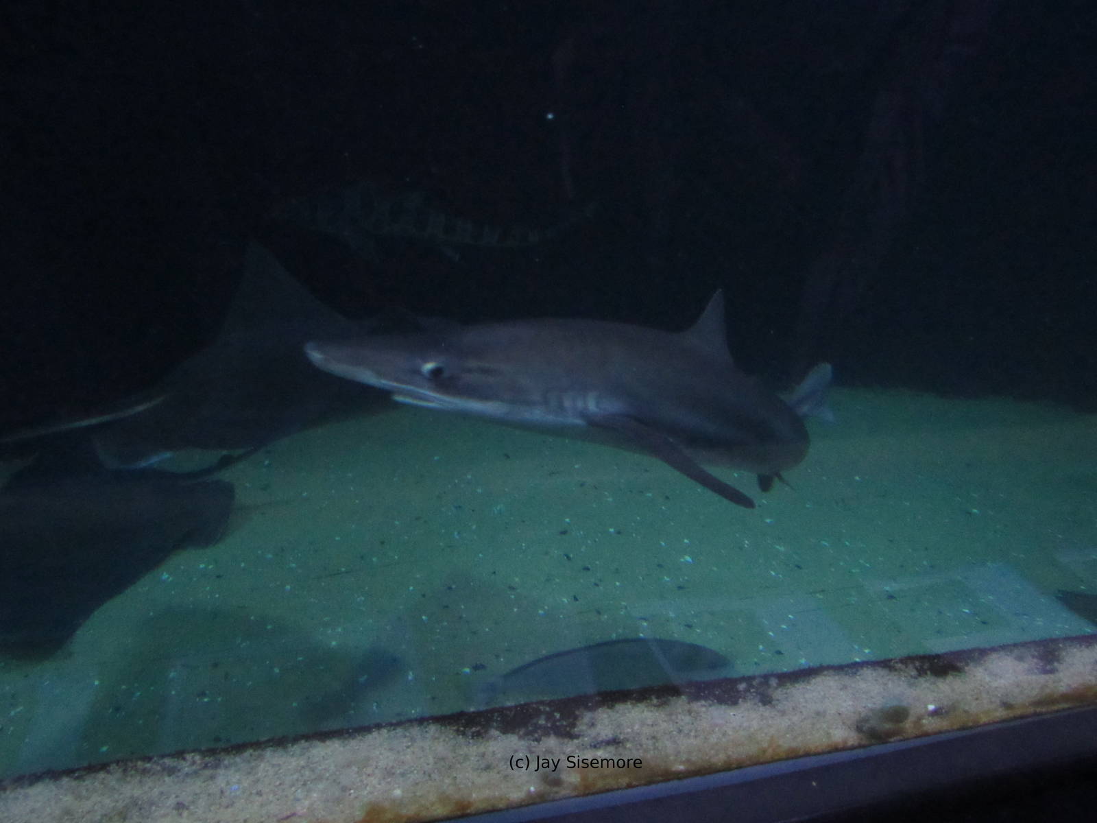 Soupfin Shark