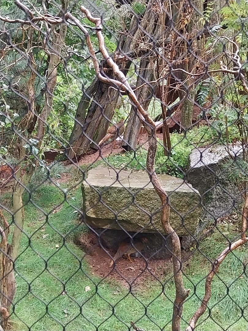 Souslik and Pheasant aviary - Golden Pheasant (Chrysolophus pictus)