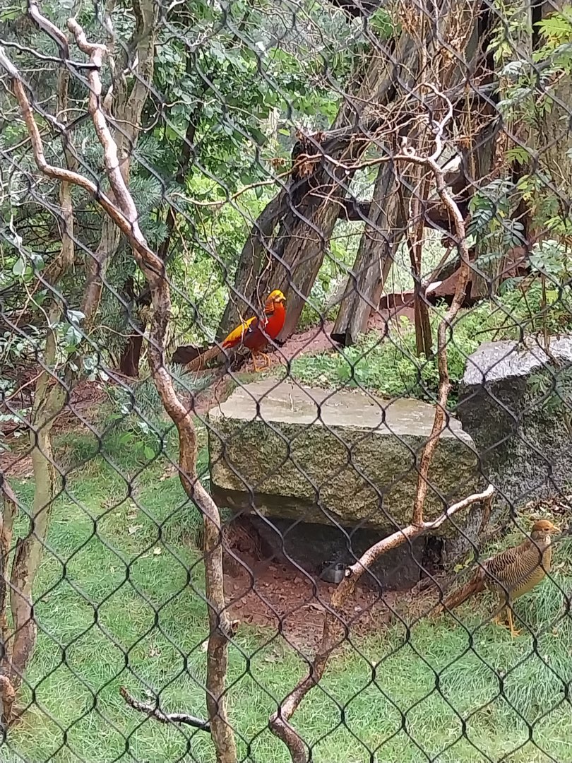 Souslik and Pheasant aviary - Golden Pheasant (Chrysolophus pictus)