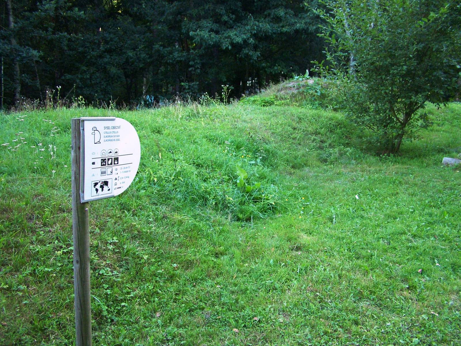 Souslik 'Exhibit' at Decin, 28/08/12