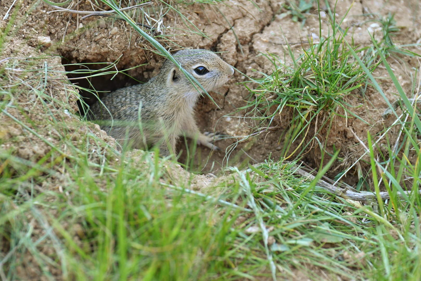 Souslik (Spermophilus citellus)
