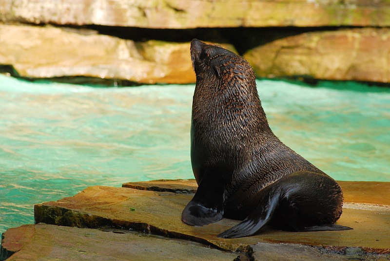 Soutamerican fur seal