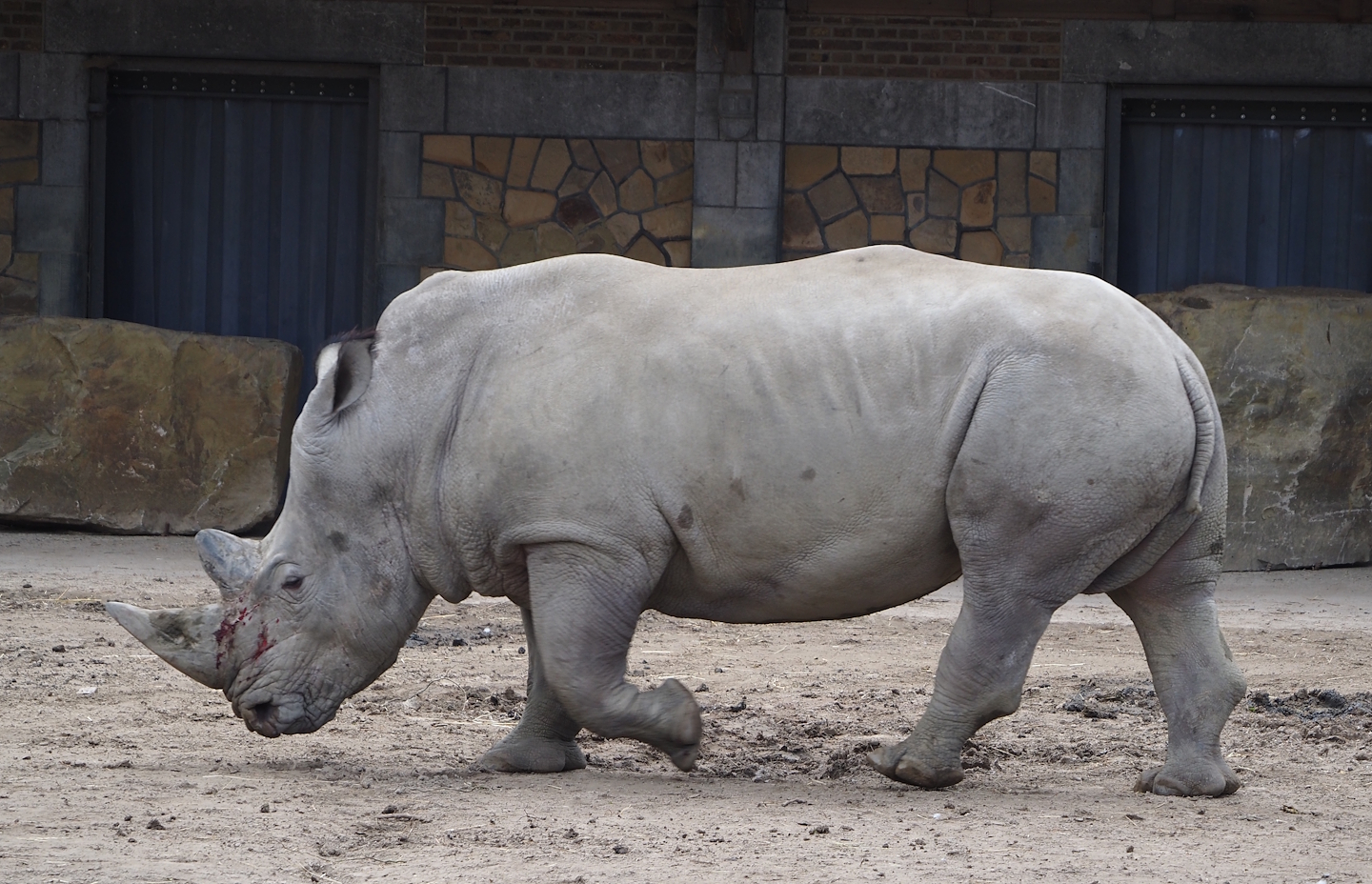 Soutern white rhinoceros (Ceratotherium simum simum), 2024-03-09