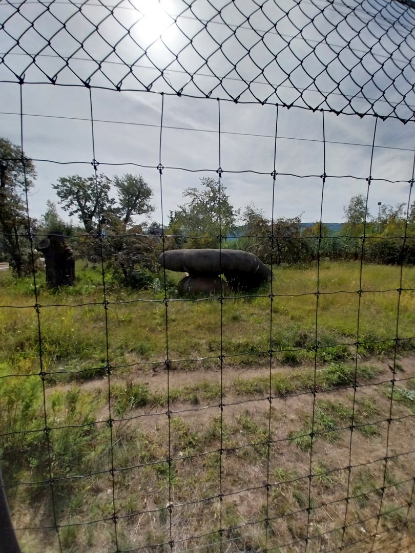 South Africa cheetah enclosure