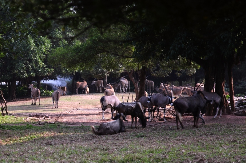 South Africa drive-in area