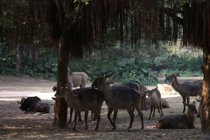 South Africa drive-in area