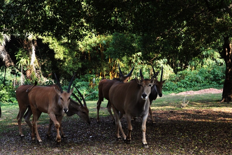 South Africa drive-in area