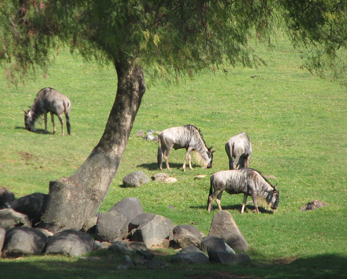 South Africa Exhibit - Wildebeest