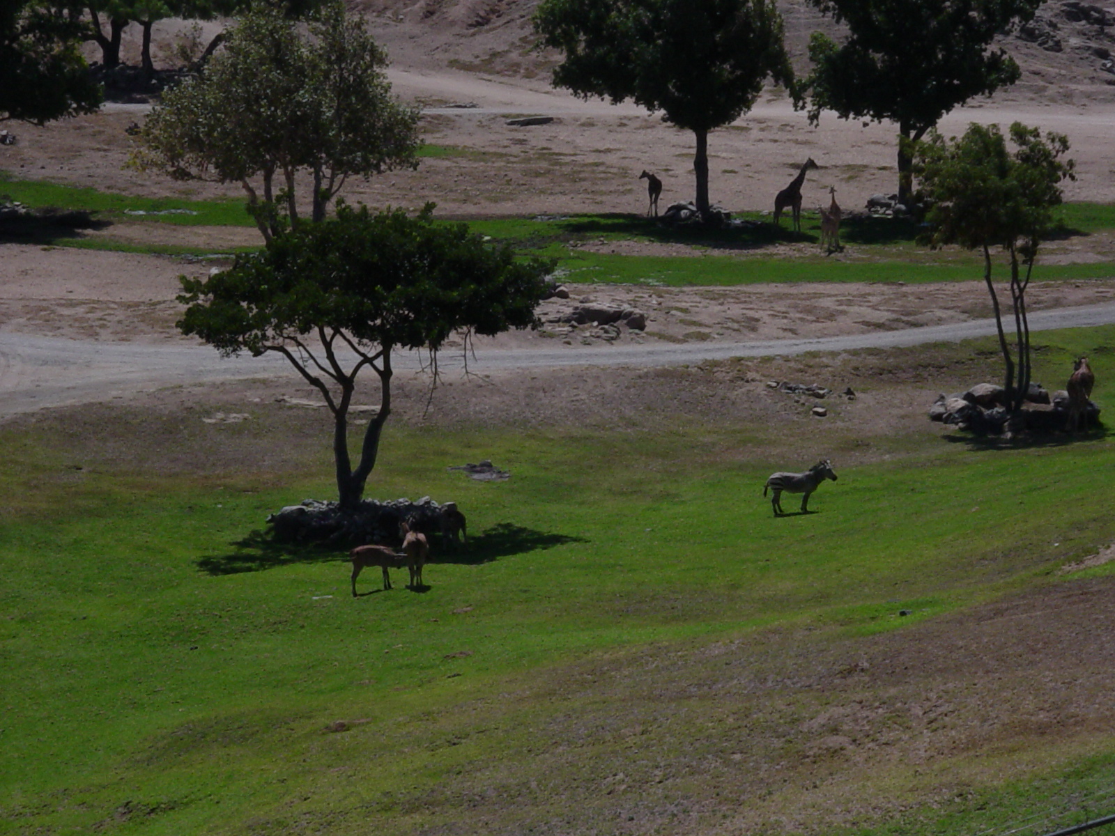 South Africa - Hartmann's Mountain Zebra, Patterson's Eland, Reticulated Gi
