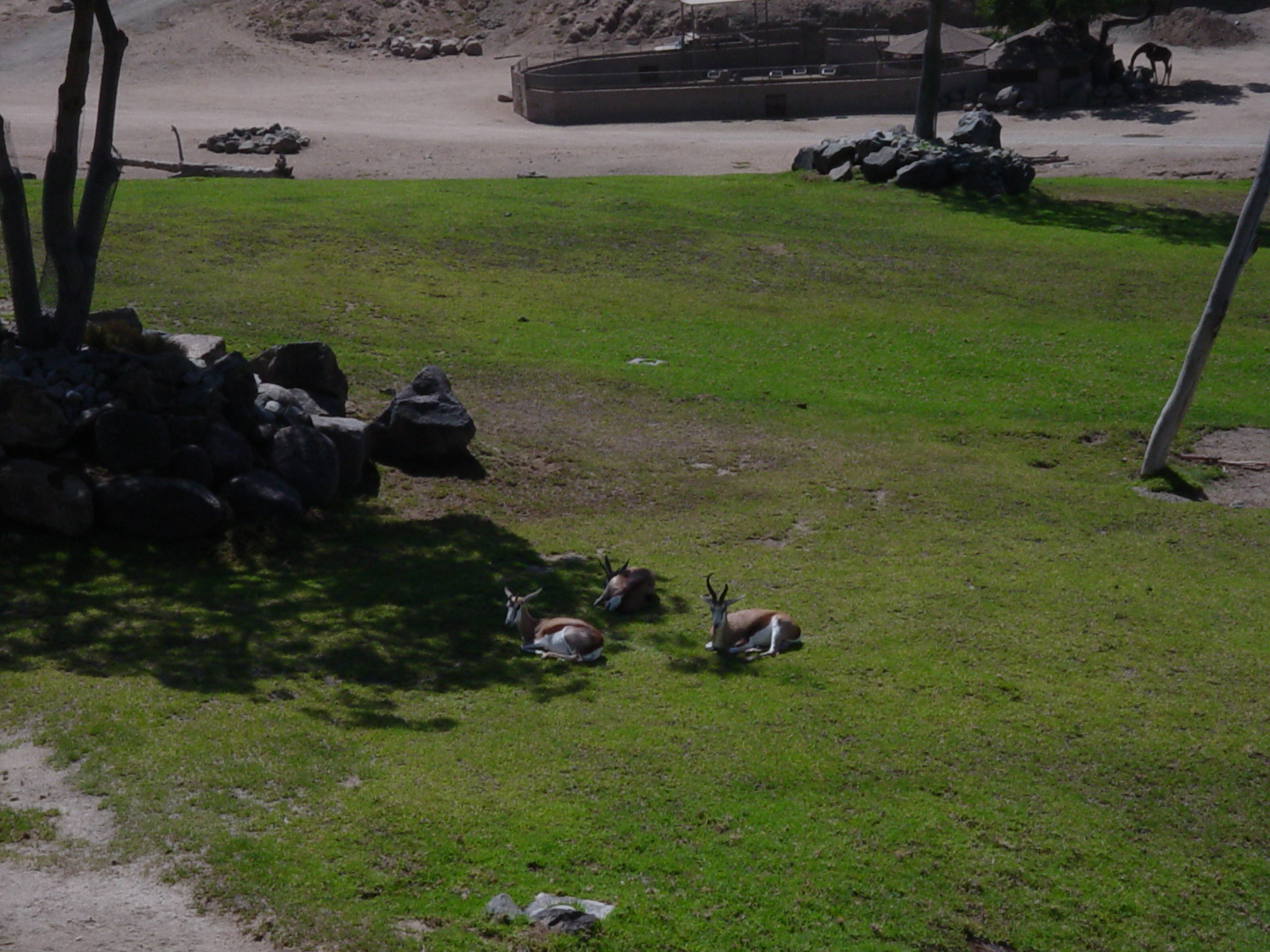 South Africa - South African Springbok