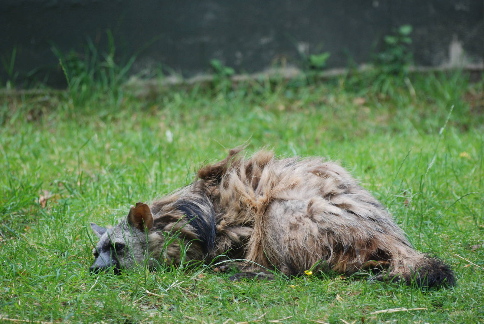South African Aardwolf at Twycross, 18/06/11