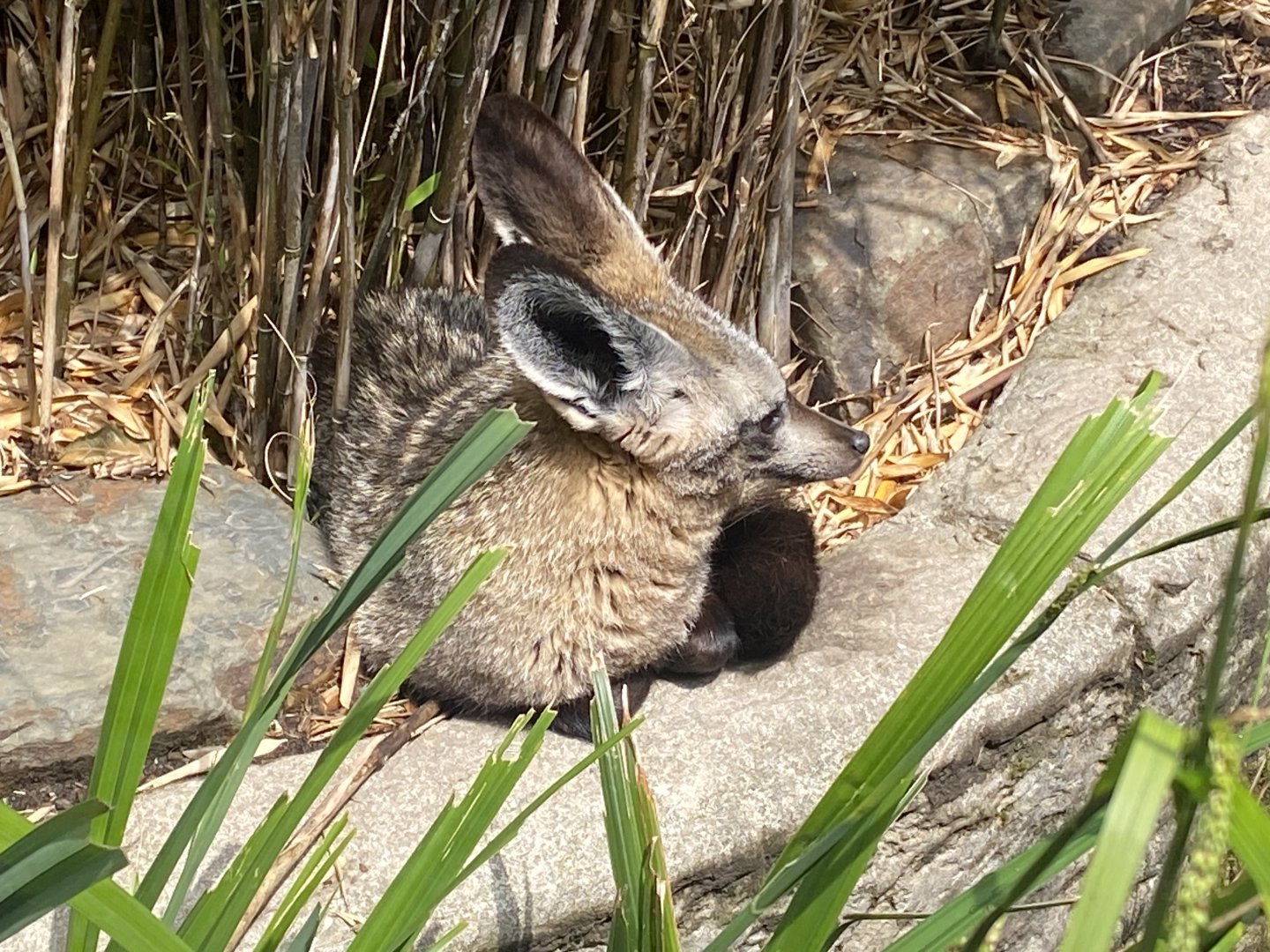 South African bat-eared fox 050625