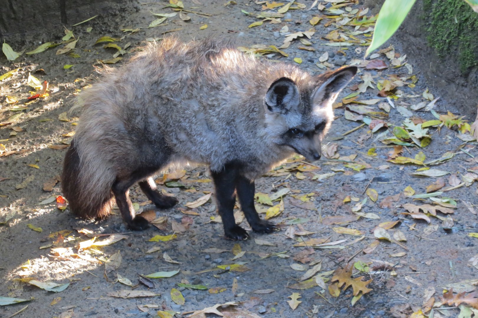 South African bat-eared fox 101119