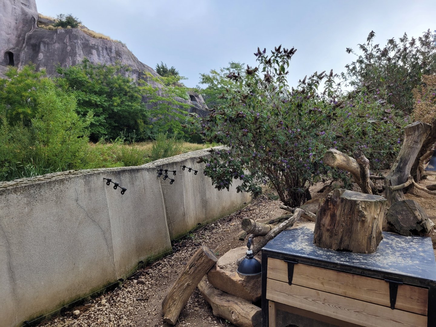 South African bat-eared fox and Meerkat exhibit -Parc Zoologique de Paris (2022)