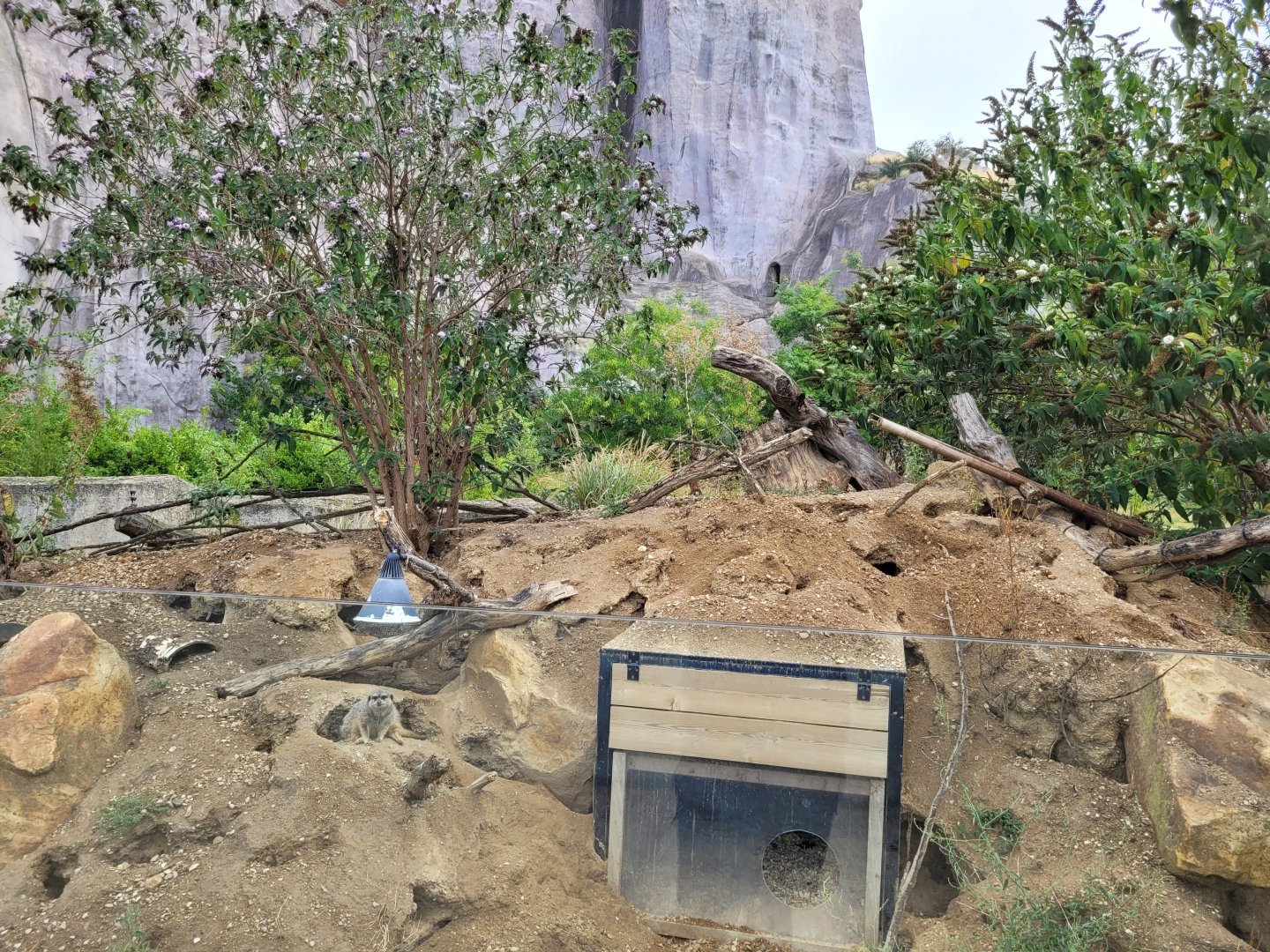 South African bat-eared fox and Meerkat exhibit -Parc Zoologique de Paris (2022)