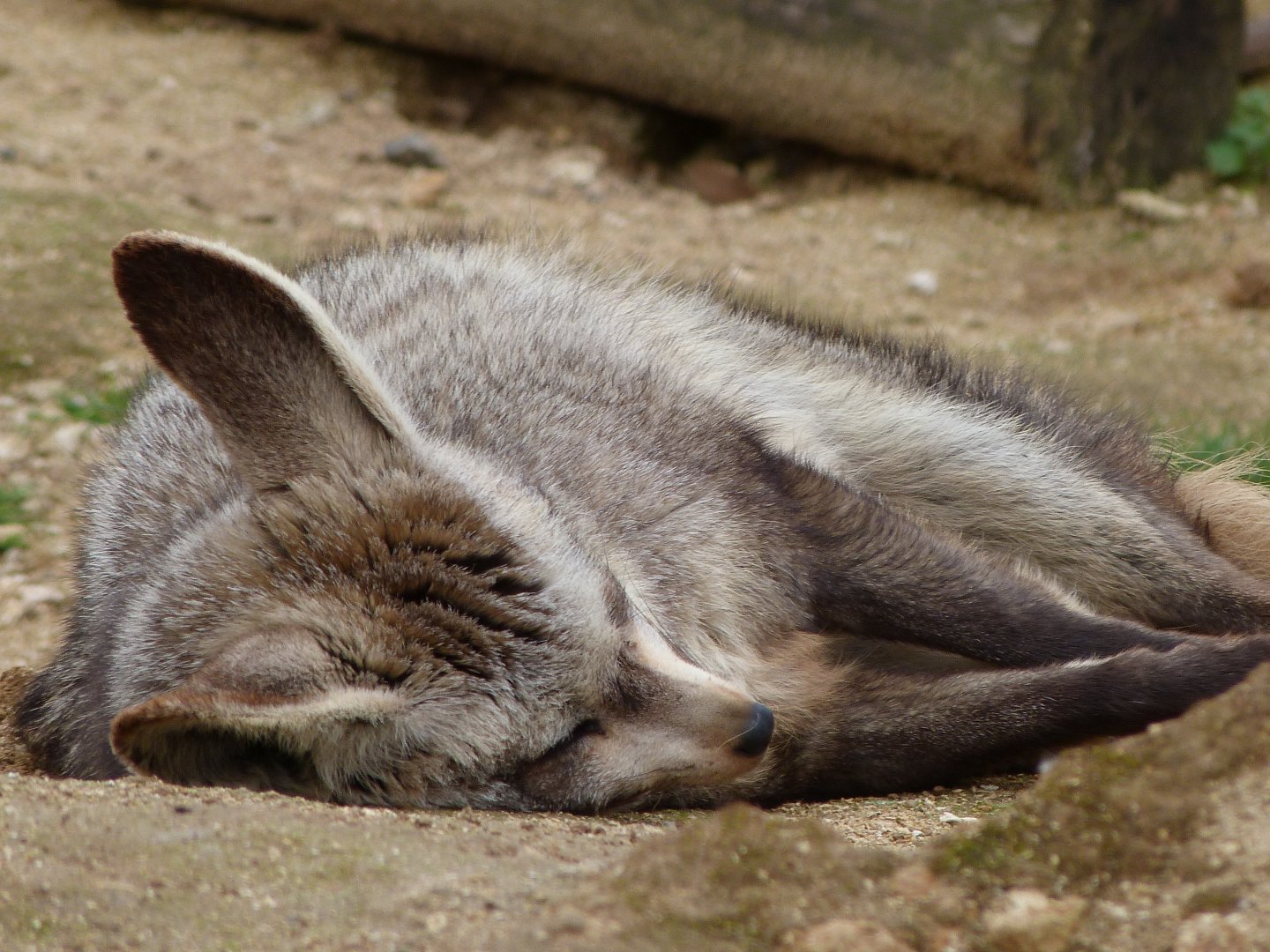 South African bat-eared fox -Bioparc de Doué la Fontaine (2025)