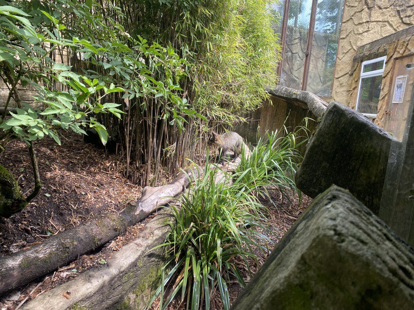 South African bat-eared fox enclosure 050625
