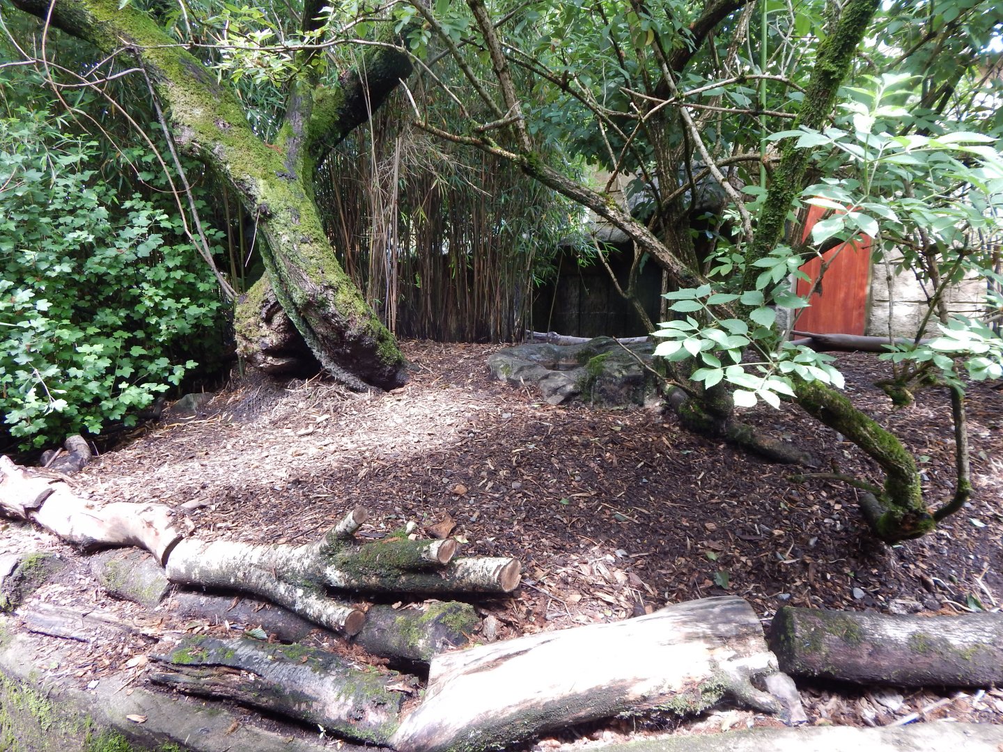 South African bat-eared fox enclosure 050625