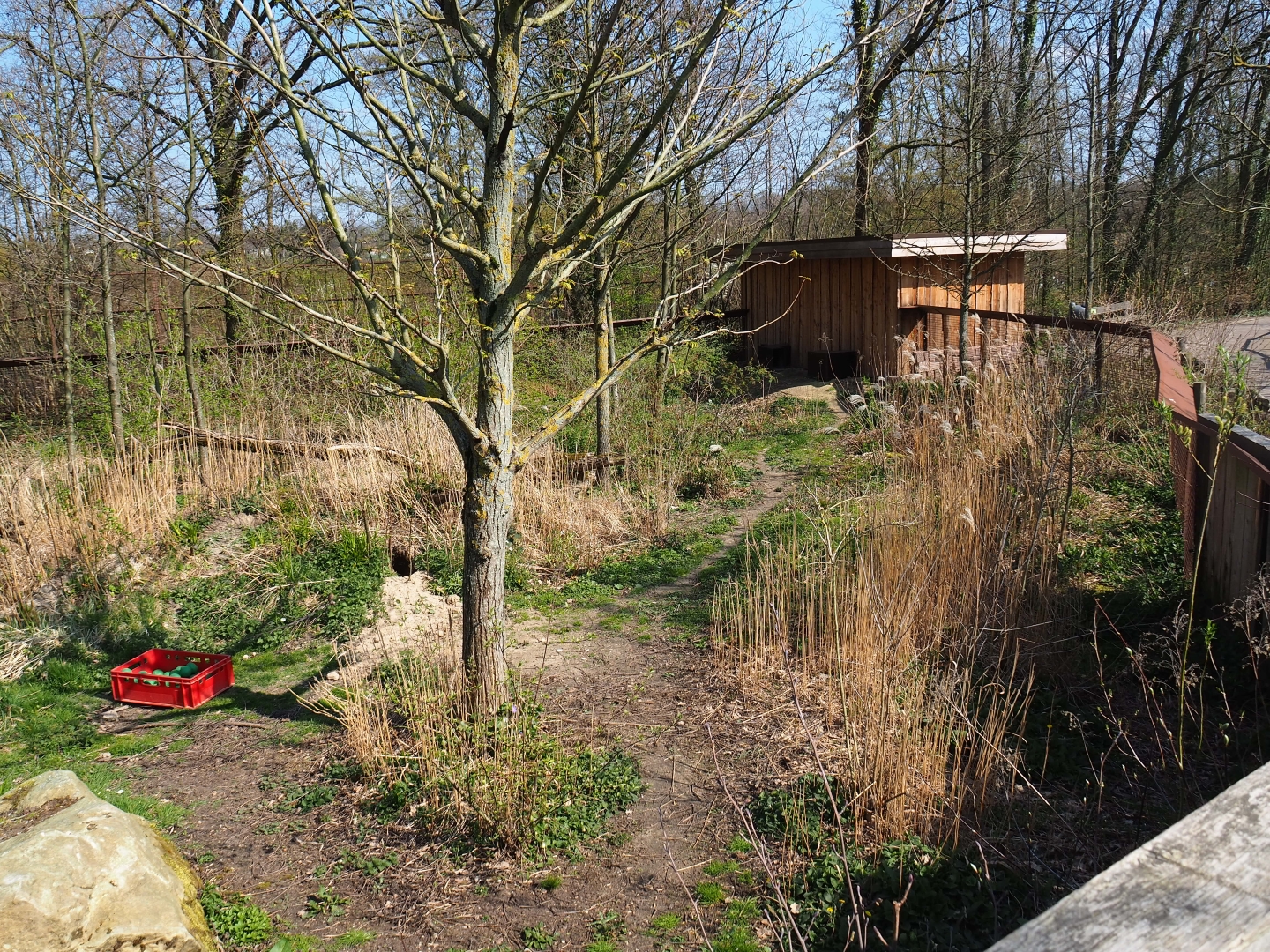 South African bat-eared fox exhibit, 2019-03-30