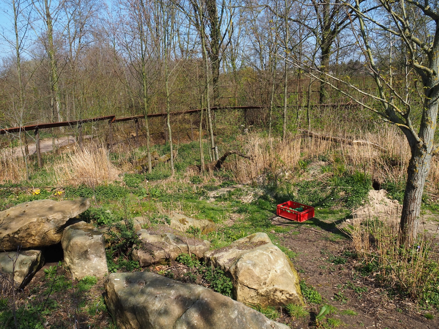 South African bat-eared fox exhibit, 2019-03-30