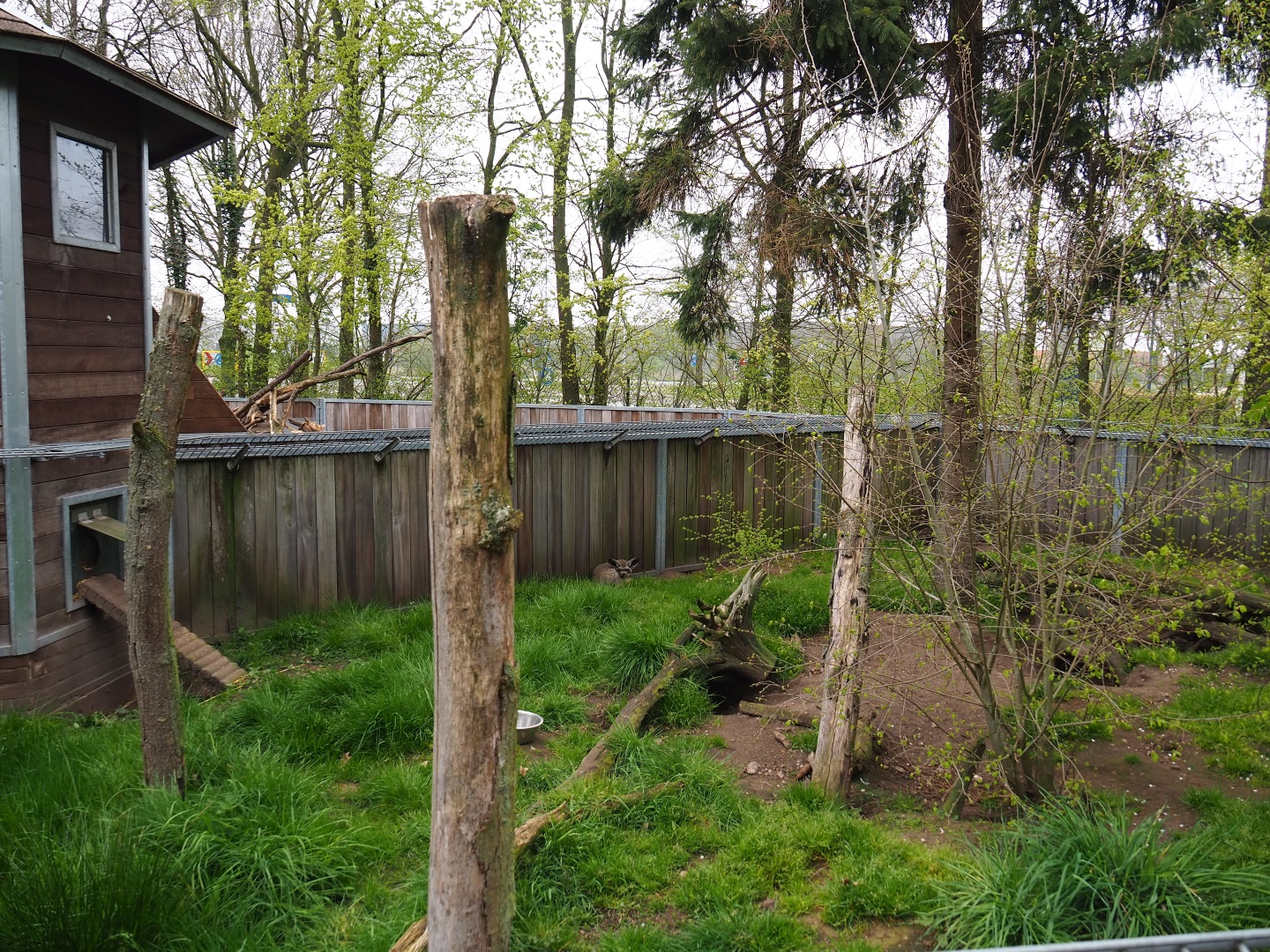 South African bat-eared fox exhibit, 2019-04-06