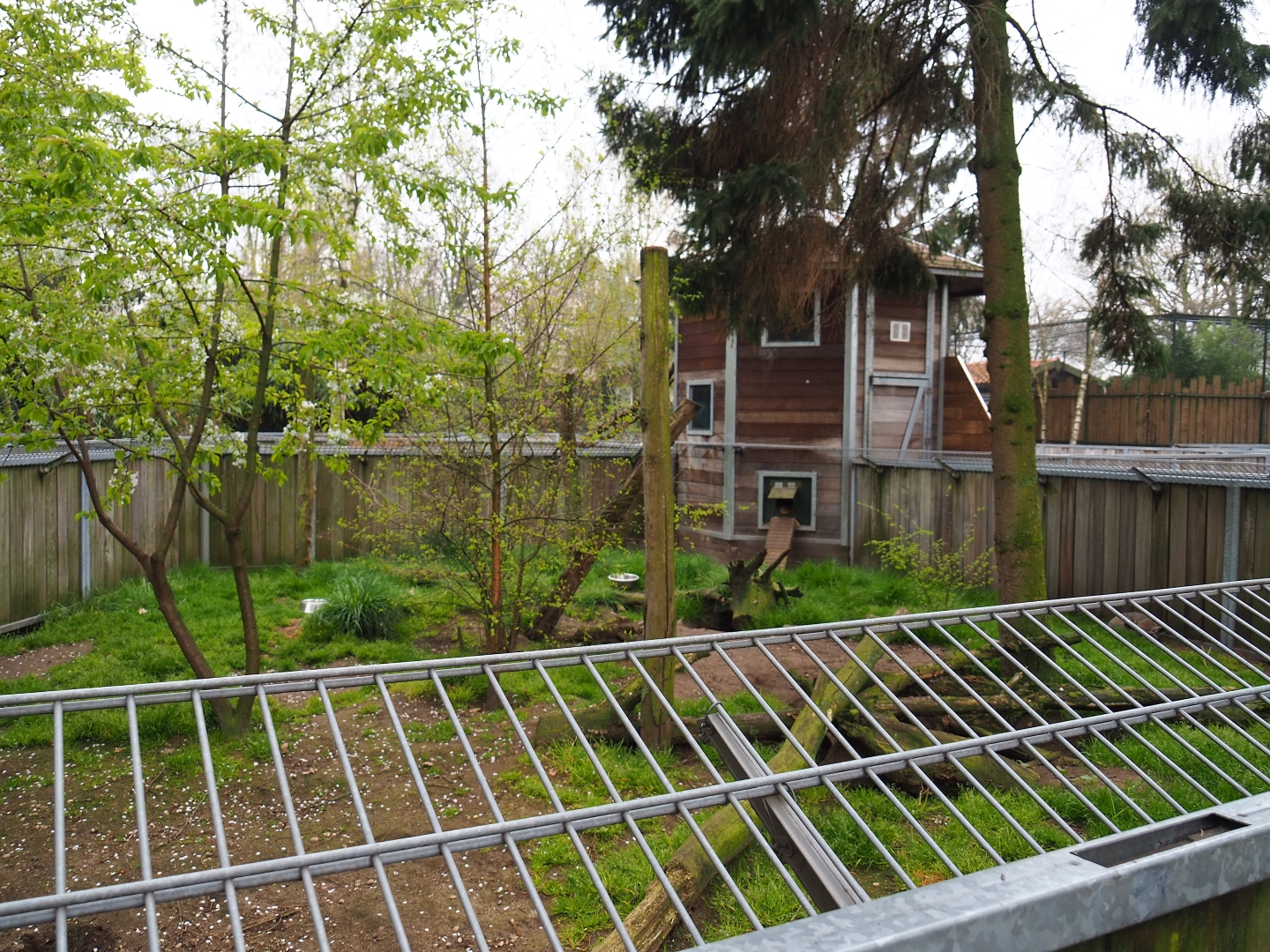 South African bat-eared fox exhibit, 2019-04-06