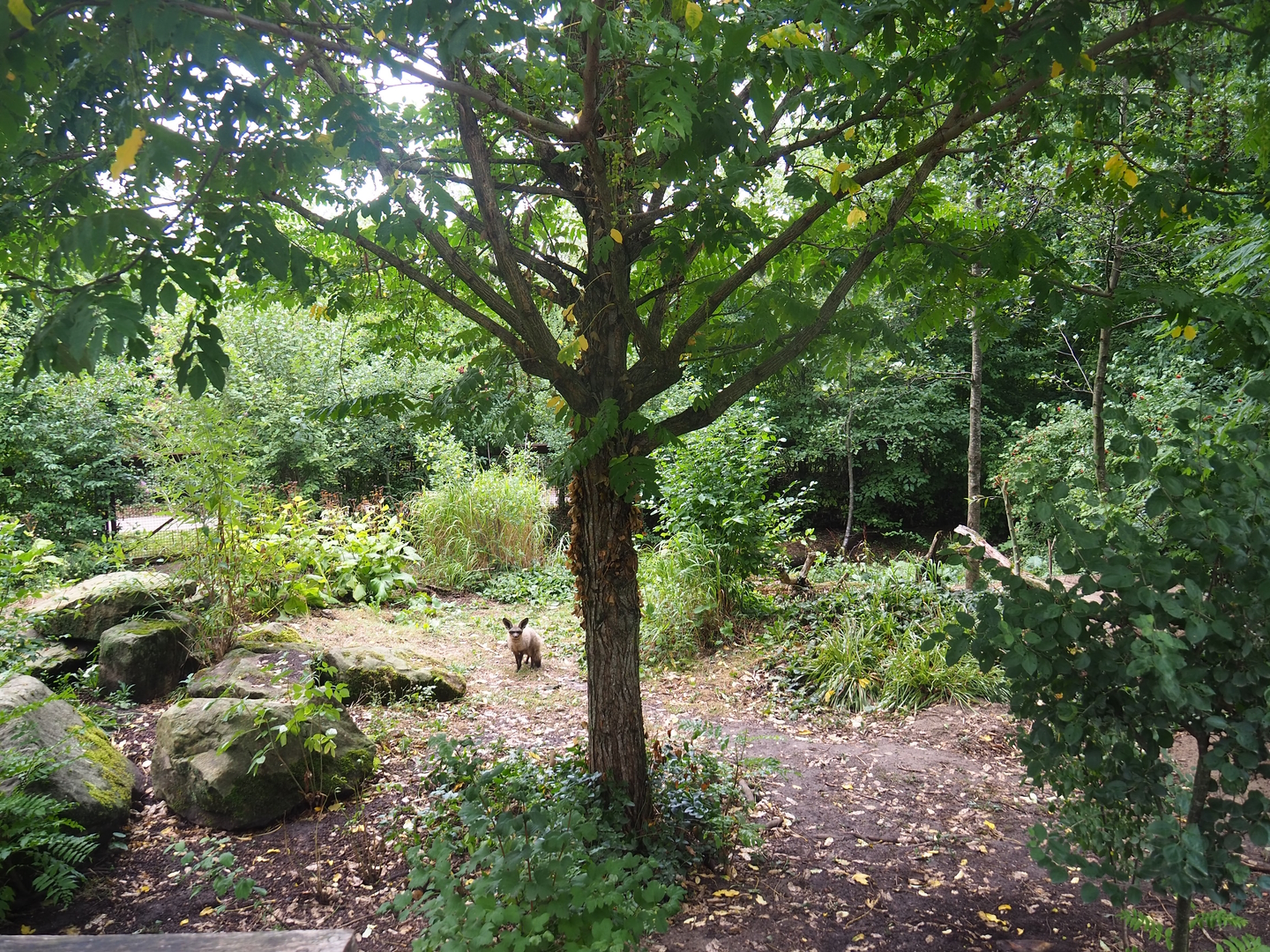 South African bat-eared fox exhibit, 2022-08-20