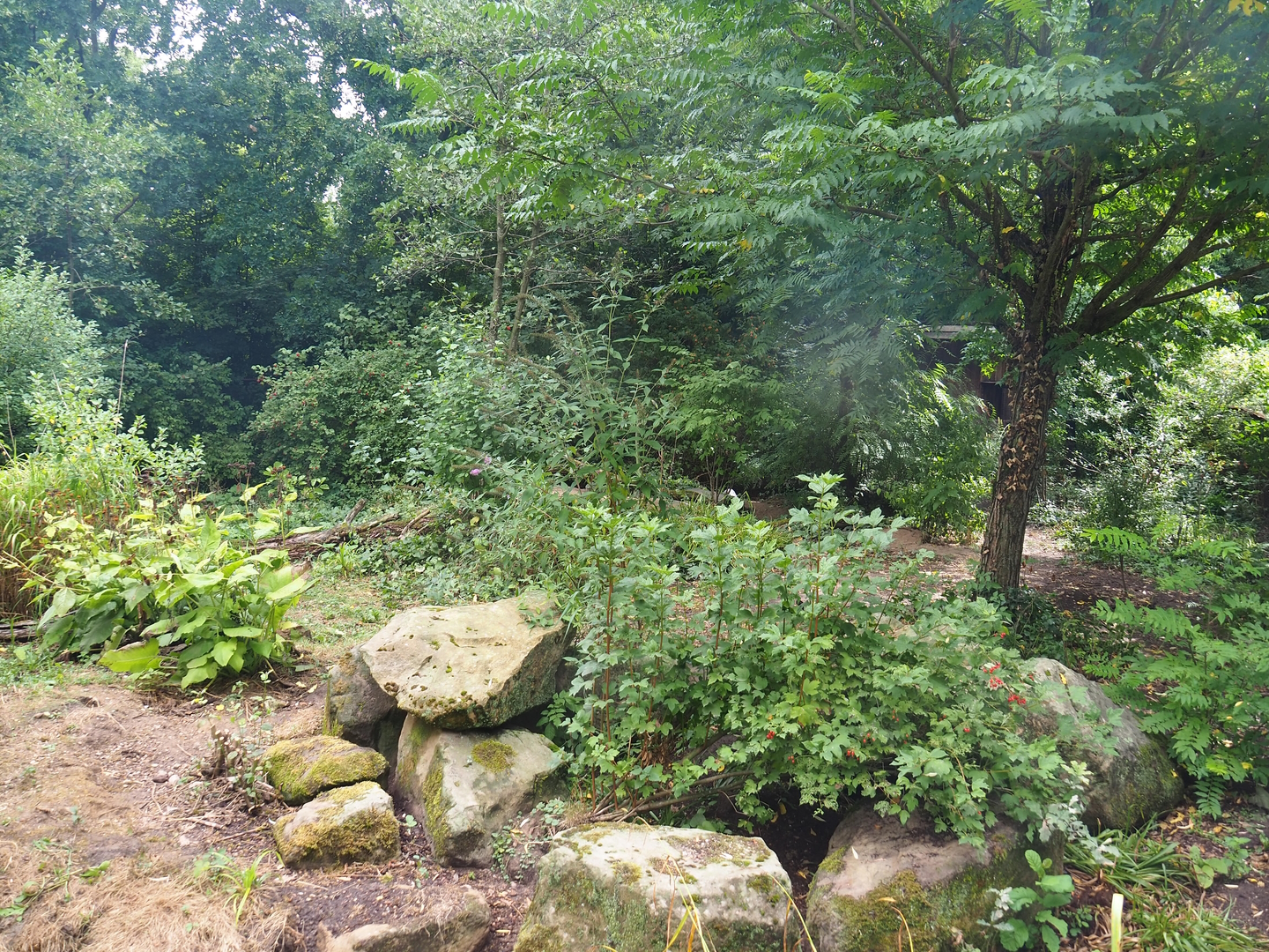 South African bat-eared fox exhibit, 2022-08-20