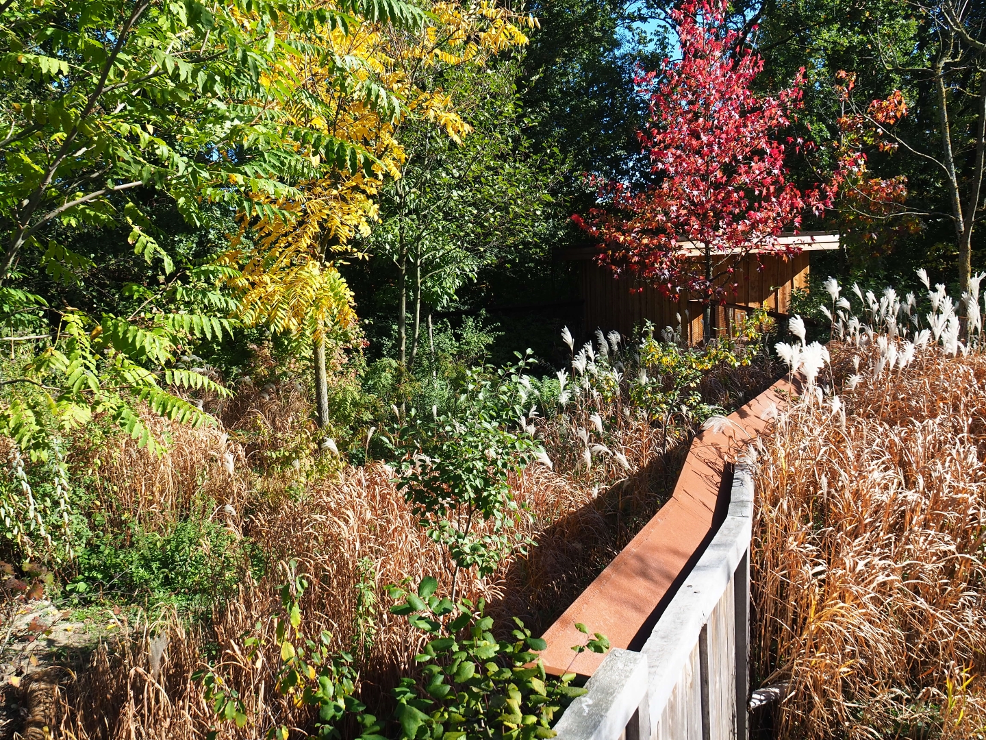 South African bat-eared fox exhibit (Oct 13th, 2018)