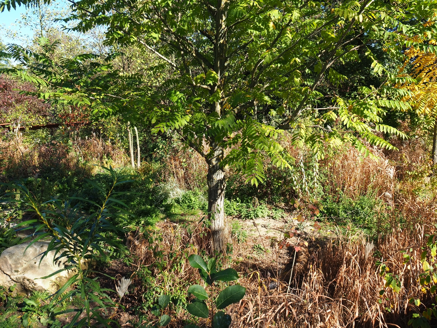 South African bat-eared fox exhibit (Oct 13th, 2018)