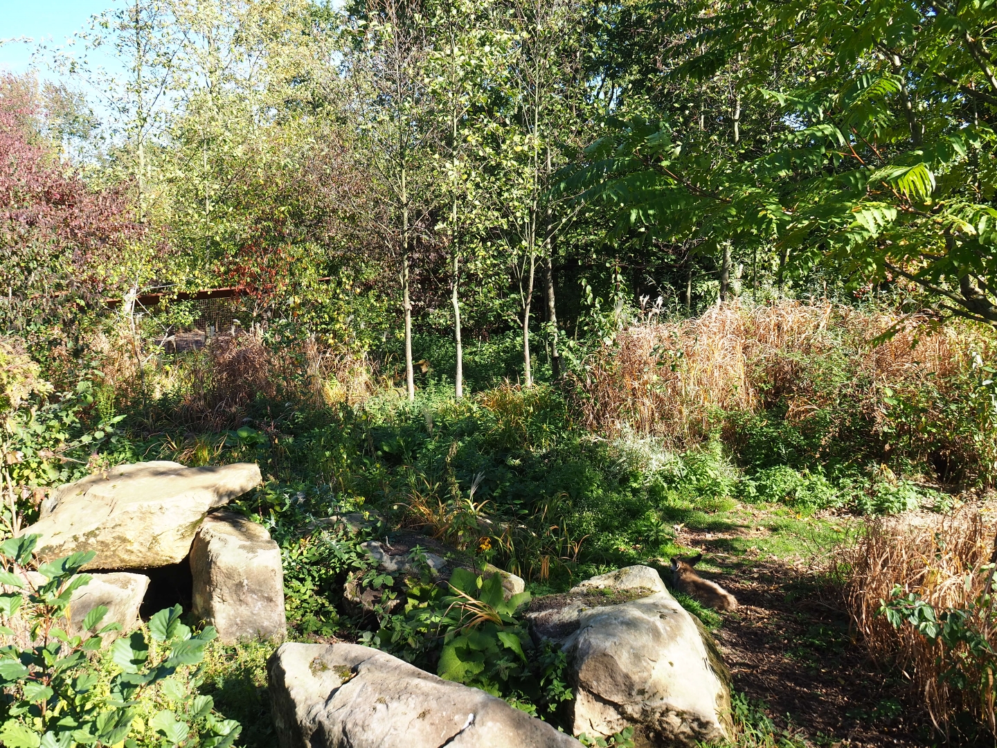South African bat-eared fox exhibit (Oct 13th, 2018)