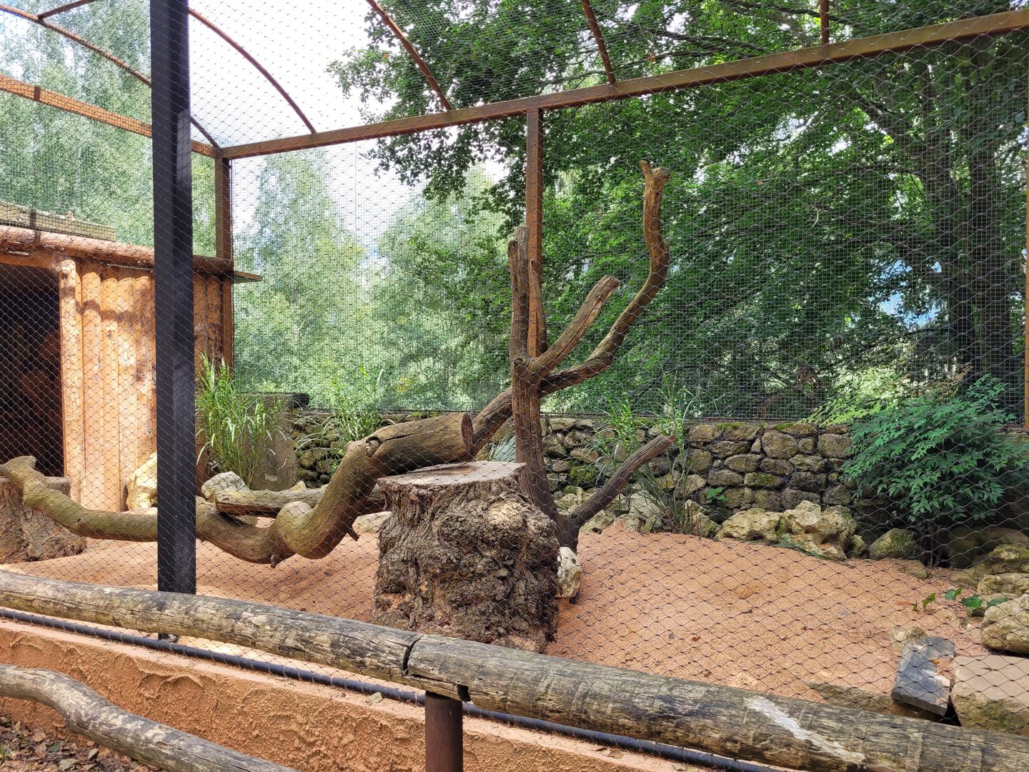 South African bat-eared fox exhibit -Parc Animalier des Pyrénées (2023)