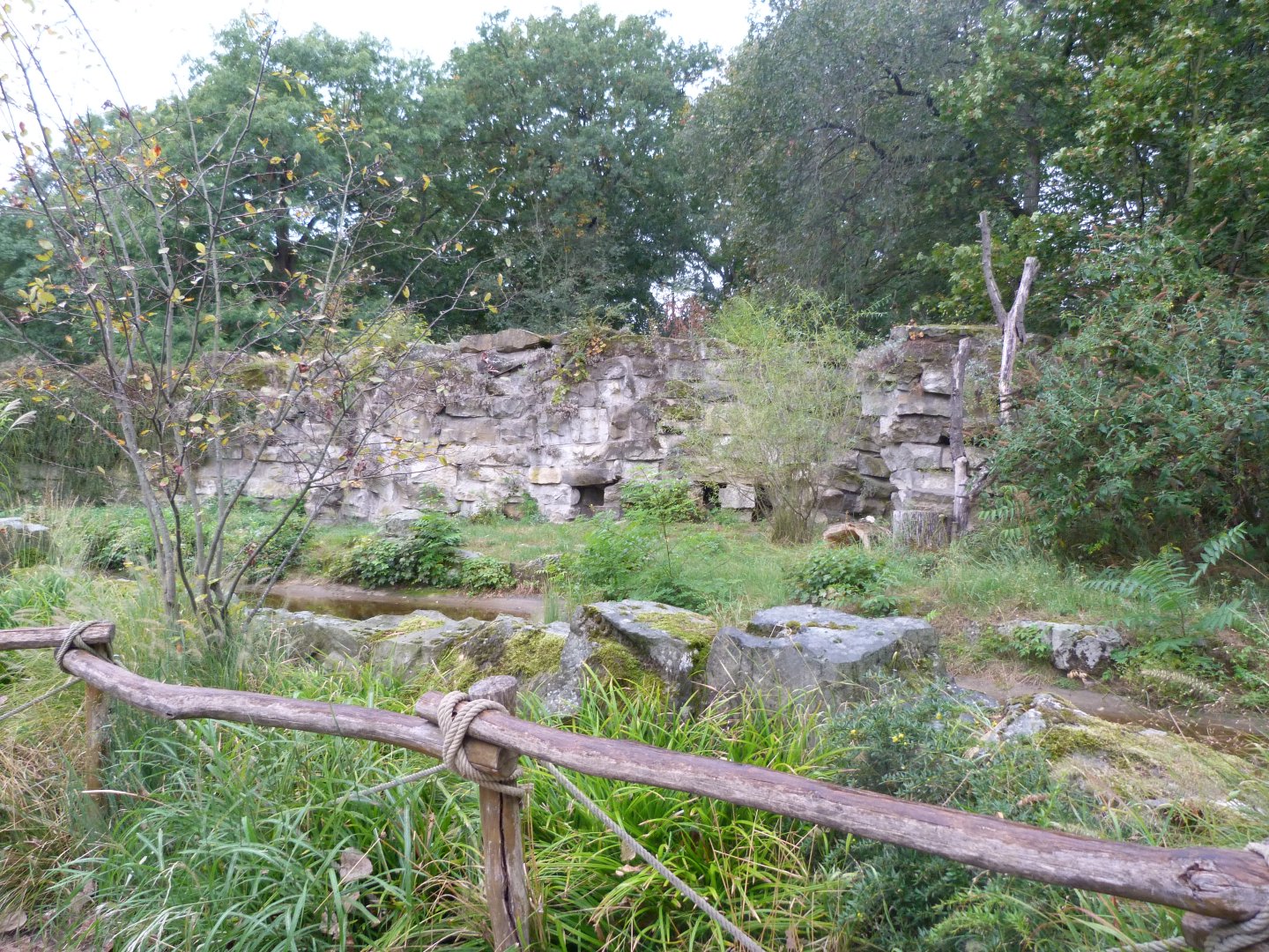 South African bat-eared fox exhibit -Tierpark Berlin (2024)
