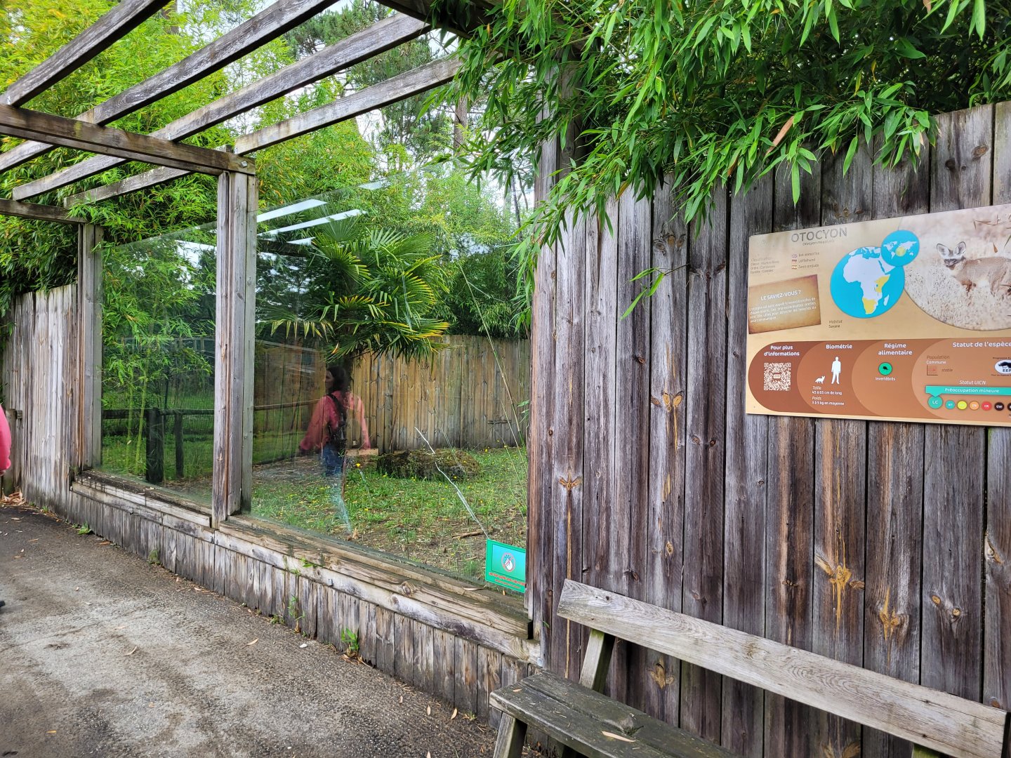 South African bat-eared fox exhibit -Zoo du bassin d'Arcachon (2024)