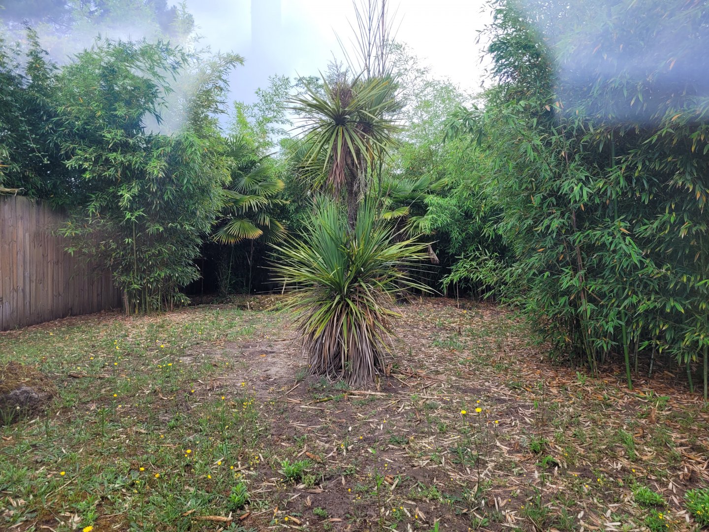 South African bat-eared fox exhibit -Zoo du bassin d'Arcachon (2024)