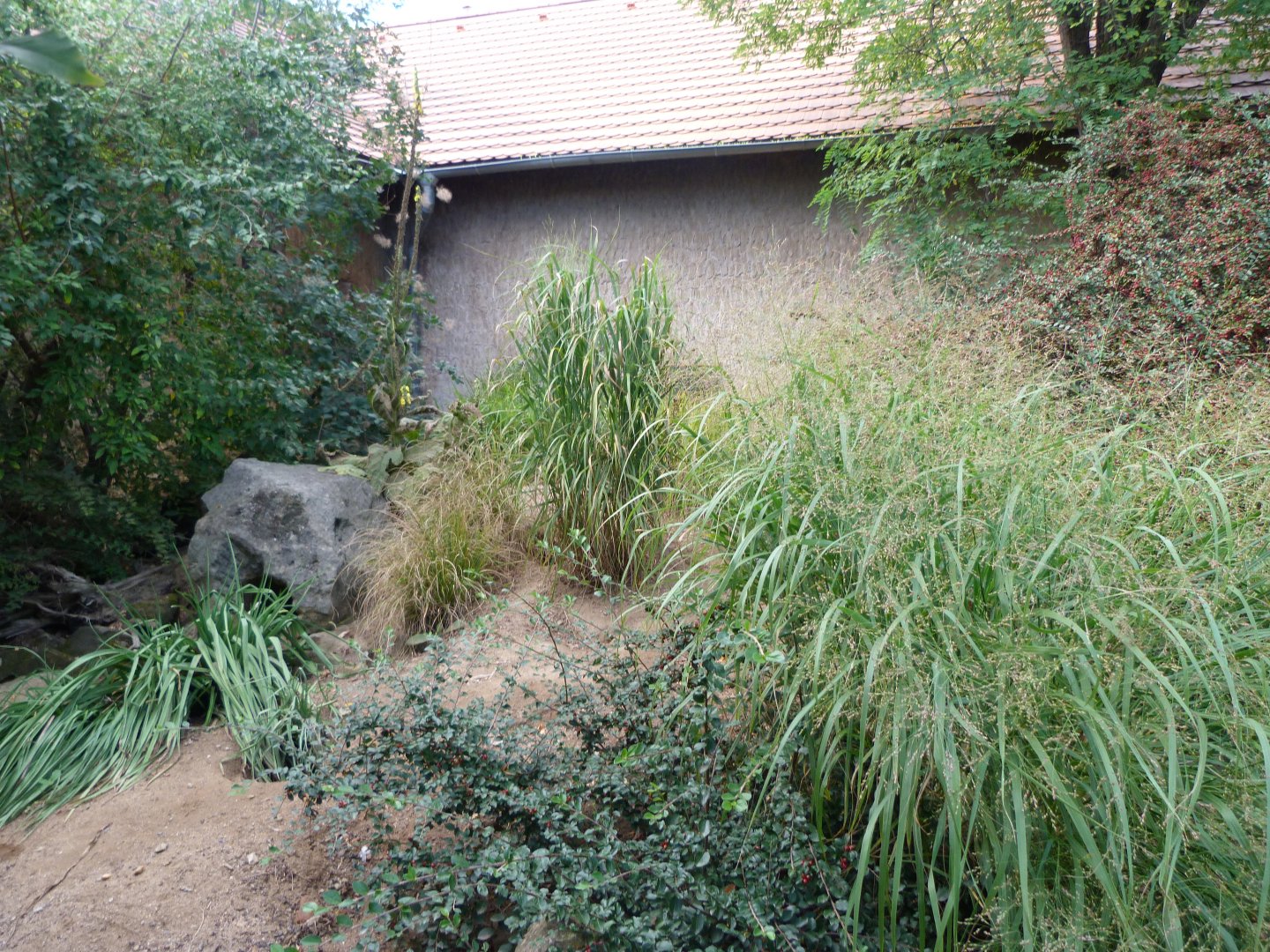 South African bat-eared fox exhibit -Zoo Praha (2025)