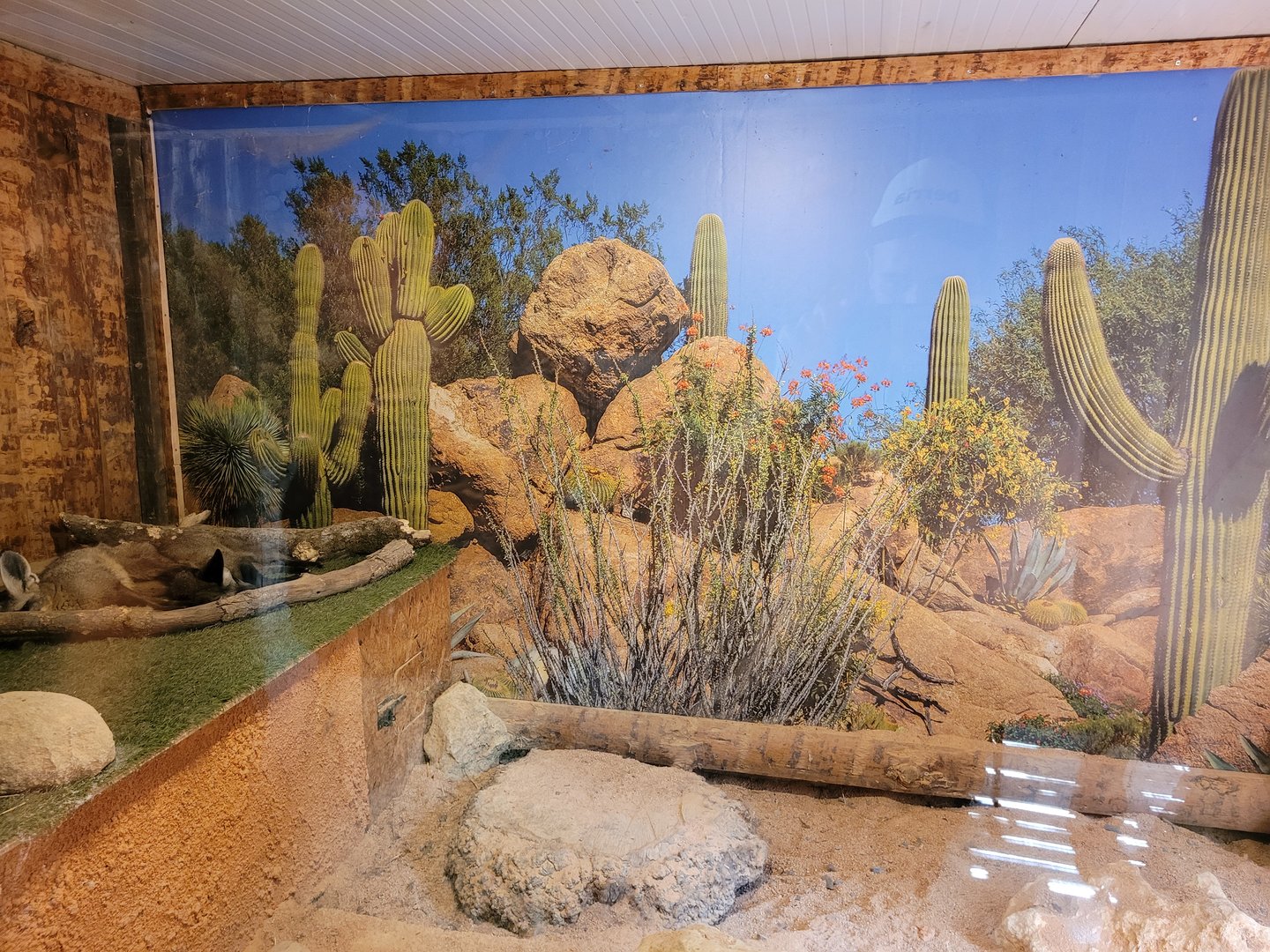 South African bat-eared fox indoors exhibit -Parc Animalier des Pyrénées (2023)