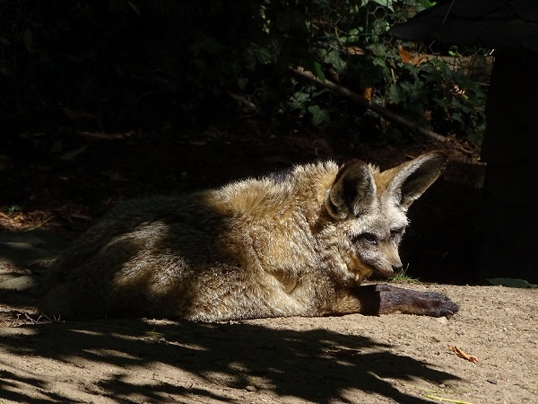 South African bat-eared fox (Otocyon megalotis megalotis) (07/22)